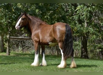 Cob Irlandese / Tinker / Gypsy Vanner, Giumenta, 16 Anni, 155 cm, Baio ciliegia