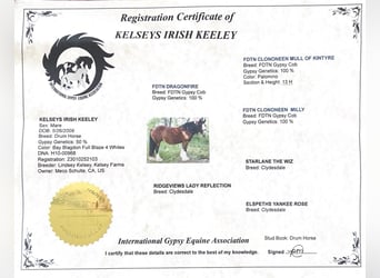 Cob Irlandese / Tinker / Gypsy Vanner, Giumenta, 16 Anni, 155 cm, Baio ciliegia