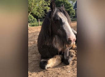 Cob Irlandese / Tinker / Gypsy Vanner, Giumenta, 18 Anni, 140 cm, Roano blu