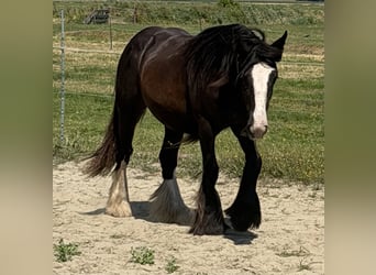 Cob Irlandese / Tinker / Gypsy Vanner, Giumenta, 1 Anno, 140 cm, Baio nero