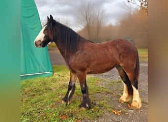 Cob Irlandese / Tinker / Gypsy Vanner, Giumenta, 1 Anno, 142 cm, Baio