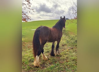Cob Irlandese / Tinker / Gypsy Vanner, Giumenta, 1 Anno, 142 cm, Baio