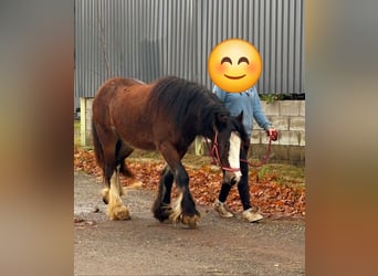 Cob Irlandese / Tinker / Gypsy Vanner, Giumenta, 1 Anno, 142 cm, Baio