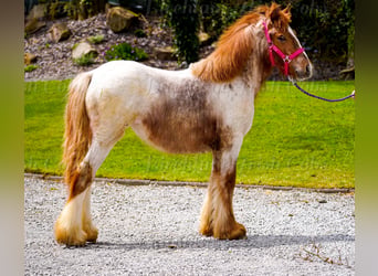 Cob Irlandese / Tinker / Gypsy Vanner, Giumenta, 1 Anno, 150 cm, Roano rosso