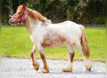 Cob Irlandese / Tinker / Gypsy Vanner, Giumenta, 1 Anno, 150 cm, Roano rosso