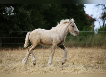 Cob Irlandese / Tinker / Gypsy Vanner, Giumenta, 1 Anno, Palomino