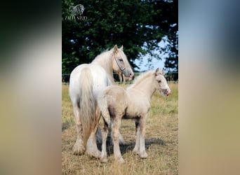 Cob Irlandese / Tinker / Gypsy Vanner, Giumenta, 1 Anno, Palomino