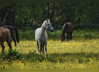 Cob Irlandese / Tinker / Gypsy Vanner Mix, Giumenta, 24 Anni, 150 cm, Grigio