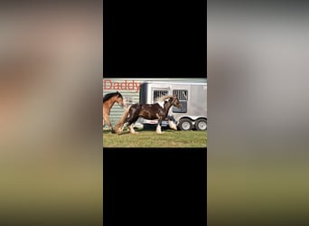 Cob Irlandese / Tinker / Gypsy Vanner Mix, Giumenta, 2 Anni, 142 cm, Tobiano-tutti i colori