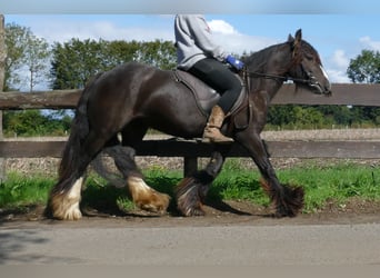 Cob Irlandese / Tinker / Gypsy Vanner, Giumenta, 3 Anni, 134 cm, Baio