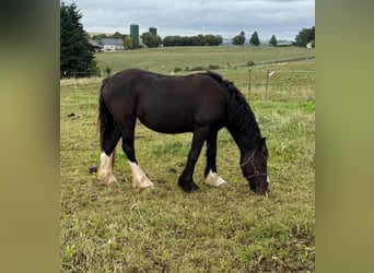 Cob Irlandese / Tinker / Gypsy Vanner, Giumenta, 3 Anni, 144 cm, Morello