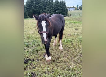 Cob Irlandese / Tinker / Gypsy Vanner, Giumenta, 3 Anni, 144 cm, Morello