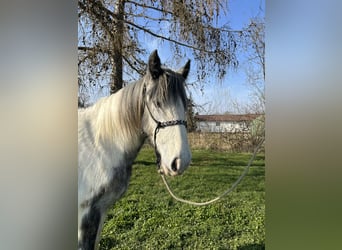 Cob Irlandese / Tinker / Gypsy Vanner, Giumenta, 3 Anni, 145 cm, Pezzato