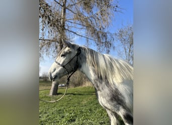 Cob Irlandese / Tinker / Gypsy Vanner, Giumenta, 3 Anni, 145 cm, Pezzato