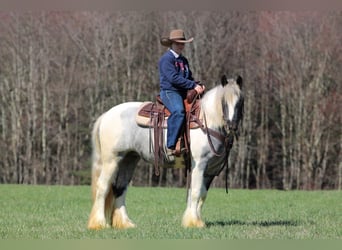 Cob Irlandese / Tinker / Gypsy Vanner, Giumenta, 3 Anni, 147 cm, Pezzato