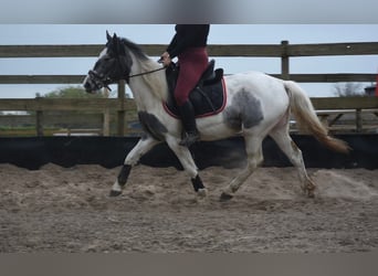 Cob Irlandese / Tinker / Gypsy Vanner, Giumenta, 3 Anni, 148 cm, Pezzato