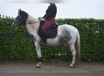 Cob Irlandese / Tinker / Gypsy Vanner, Giumenta, 3 Anni, 148 cm, Pezzato