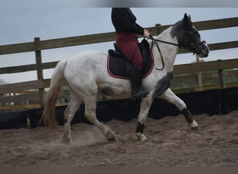 Cob Irlandese / Tinker / Gypsy Vanner, Giumenta, 3 Anni, 148 cm, Pezzato
