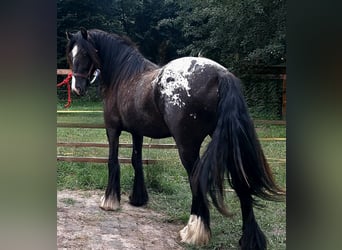 Cob Irlandese / Tinker / Gypsy Vanner, Giumenta, 3 Anni, 152 cm, Leopard