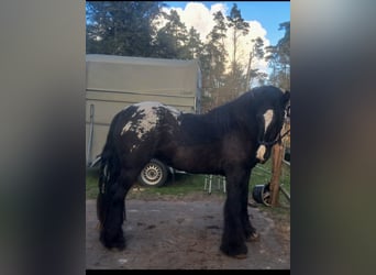 Cob Irlandese / Tinker / Gypsy Vanner, Giumenta, 3 Anni, 153 cm, Leopard