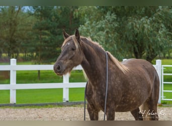 Cob Irlandese / Tinker / Gypsy Vanner Mix, Giumenta, 3 Anni, 160 cm