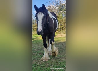 Cob Irlandese / Tinker / Gypsy Vanner, Giumenta, 3 Anni, 160 cm, Pezzato