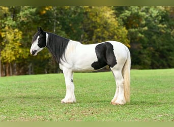 Cob Irlandese / Tinker / Gypsy Vanner, Giumenta, 3 Anni, Pezzato