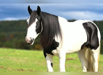 Cob Irlandese / Tinker / Gypsy Vanner, Giumenta, 3 Anni, Pezzato