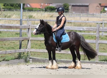 Cob Irlandese / Tinker / Gypsy Vanner, Giumenta, 4 Anni, 120 cm, Morello