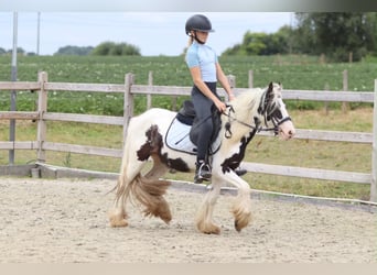 Cob Irlandese / Tinker / Gypsy Vanner, Giumenta, 4 Anni, 120 cm, Pezzato