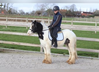 Cob Irlandese / Tinker / Gypsy Vanner, Giumenta, 4 Anni, 122 cm, Pezzato