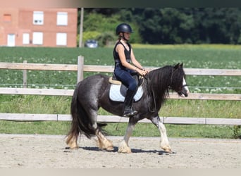 Cob Irlandese / Tinker / Gypsy Vanner, Giumenta, 4 Anni, 123 cm, Roano blu