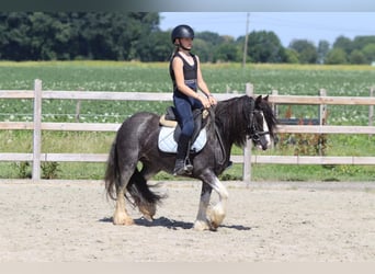 Cob Irlandese / Tinker / Gypsy Vanner, Giumenta, 4 Anni, 123 cm, Roano blu