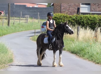 Cob Irlandese / Tinker / Gypsy Vanner, Giumenta, 4 Anni, 123 cm, Roano blu