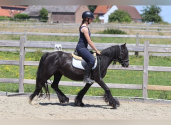 Cob Irlandese / Tinker / Gypsy Vanner, Giumenta, 4 Anni, 124 cm, Morello