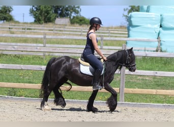 Cob Irlandese / Tinker / Gypsy Vanner, Giumenta, 4 Anni, 124 cm, Morello