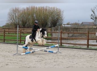Cob Irlandese / Tinker / Gypsy Vanner, Giumenta, 4 Anni, 126 cm, Pezzato