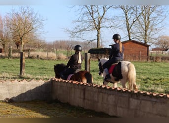 Cob Irlandese / Tinker / Gypsy Vanner, Giumenta, 4 Anni, 130 cm, Pezzato