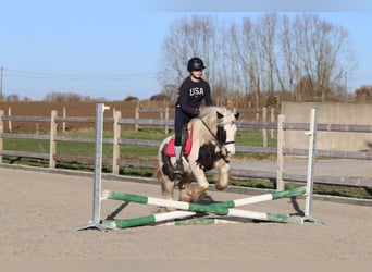 Cob Irlandese / Tinker / Gypsy Vanner, Giumenta, 4 Anni, 130 cm, Pezzato