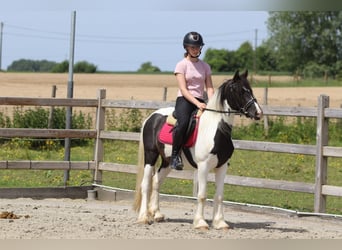 Cob Irlandese / Tinker / Gypsy Vanner, Giumenta, 4 Anni, 132 cm, Pezzato