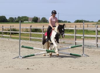 Cob Irlandese / Tinker / Gypsy Vanner, Giumenta, 4 Anni, 132 cm, Pezzato