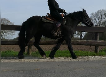 Cob Irlandese / Tinker / Gypsy Vanner, Giumenta, 4 Anni, 138 cm, Morello