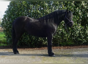 Cob Irlandese / Tinker / Gypsy Vanner, Giumenta, 4 Anni, 138 cm, Morello