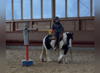 Cob Irlandese / Tinker / Gypsy Vanner, Giumenta, 4 Anni, 143 cm, Pezzato