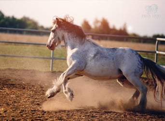 Cob Irlandese / Tinker / Gypsy Vanner, Giumenta, 4 Anni, 143 cm