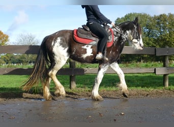 Cob Irlandese / Tinker / Gypsy Vanner, Giumenta, 4 Anni, 144 cm, Pezzato