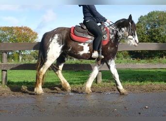 Cob Irlandese / Tinker / Gypsy Vanner, Giumenta, 4 Anni, 144 cm, Pezzato
