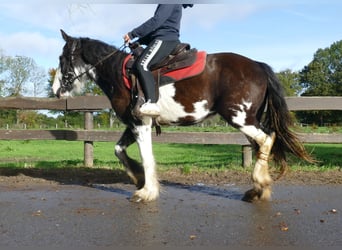 Cob Irlandese / Tinker / Gypsy Vanner, Giumenta, 4 Anni, 144 cm, Pezzato