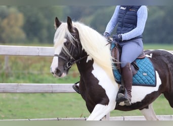 Cob Irlandese / Tinker / Gypsy Vanner, Giumenta, 4 Anni, 144 cm, Pezzato