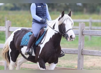 Cob Irlandese / Tinker / Gypsy Vanner, Giumenta, 4 Anni, 144 cm, Pezzato